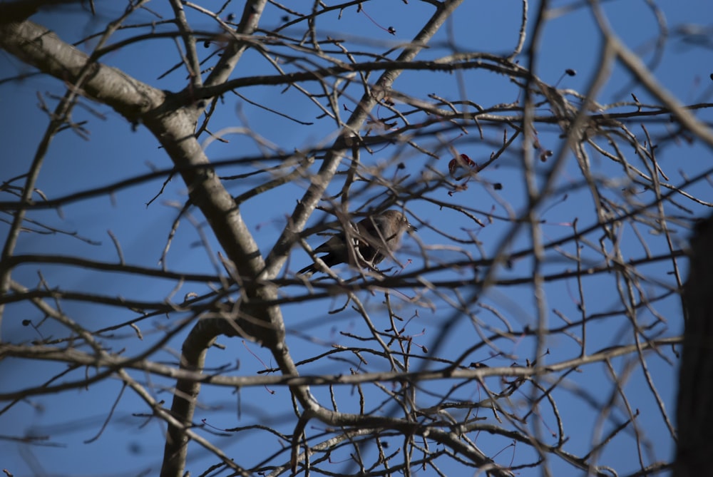 un oiseau assis sur une branche d’arbre