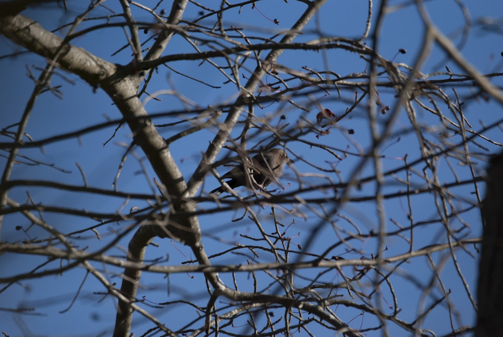 Ein Vogel sitzt auf einem Ast eines Baumes