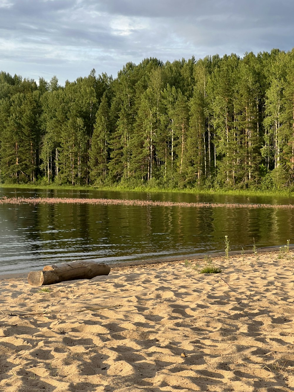 a sandy beach with a log laying on it