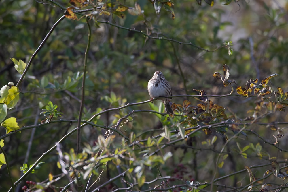 a small bird perched on a tree branch