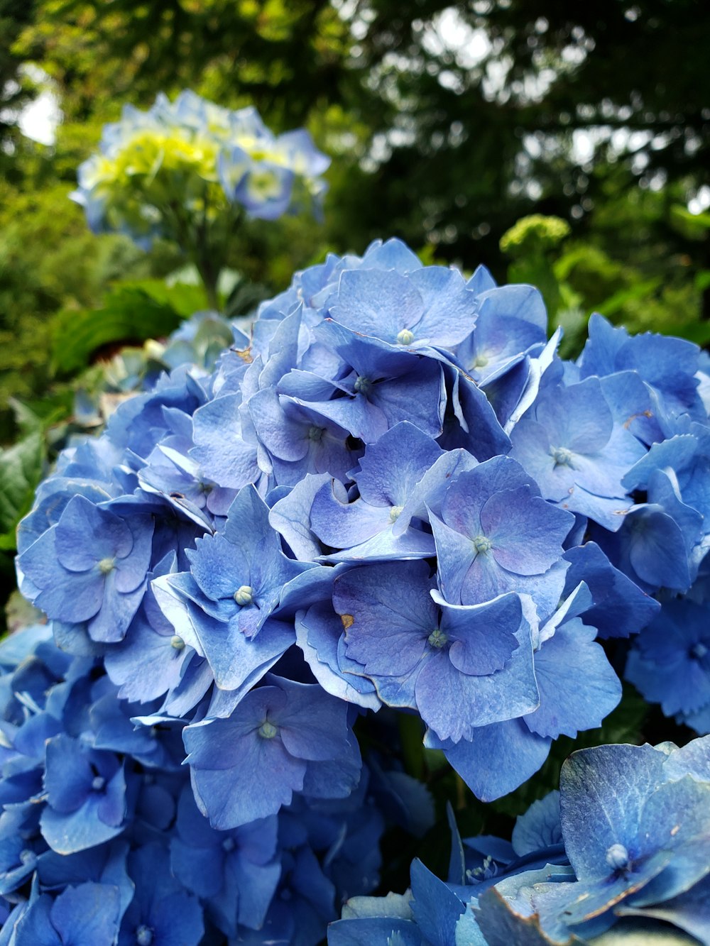 um ramo de flores azuis que estão em um vaso