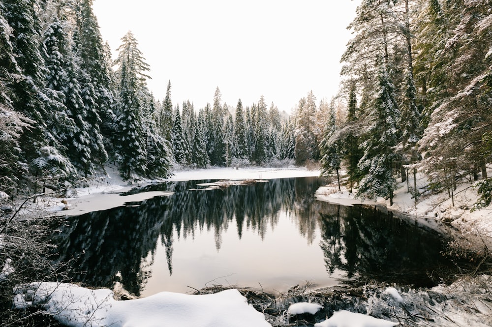 a small lake surrounded by snow covered trees