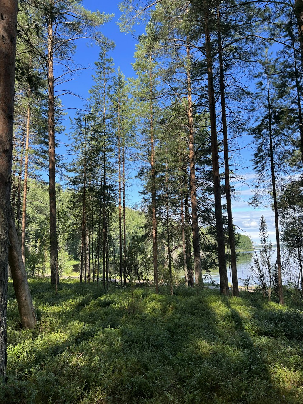 Un bosque con muchos árboles y un cuerpo de agua en la distancia