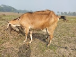 A brown goat is tethered by a rope in an open field while grazing from a pile of dry vegetation. The background shows scattered trees and a hazy sky, suggesting a rural landscape.