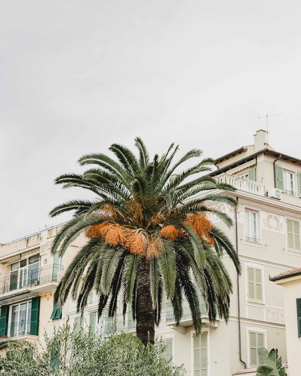 a palm tree in front of a building