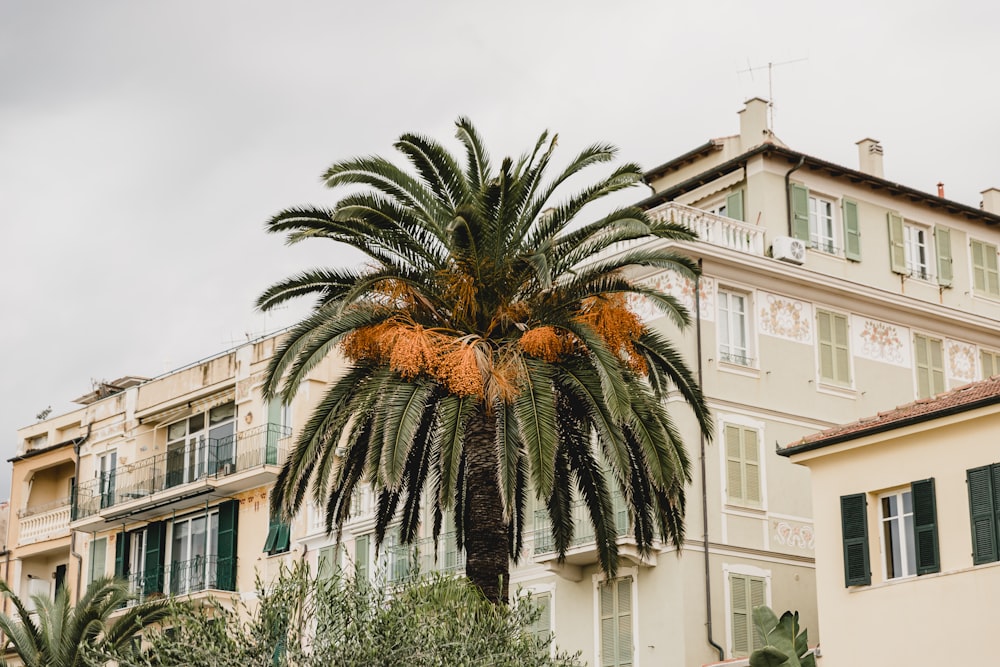 a palm tree in front of a building