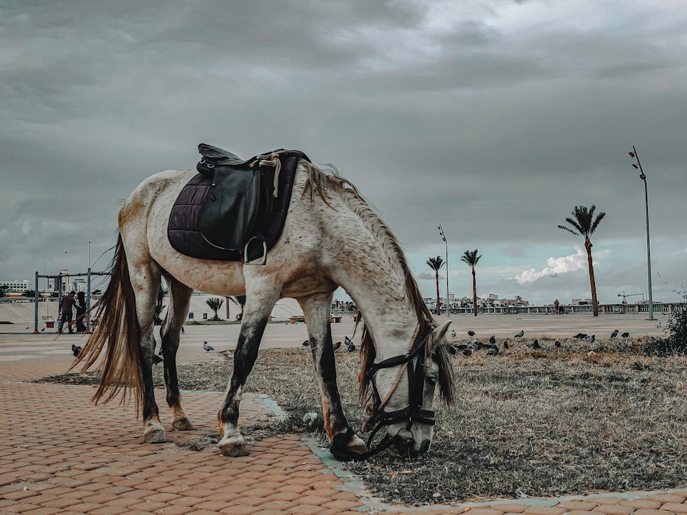 a horse with a saddle eating grass on a cloudy day