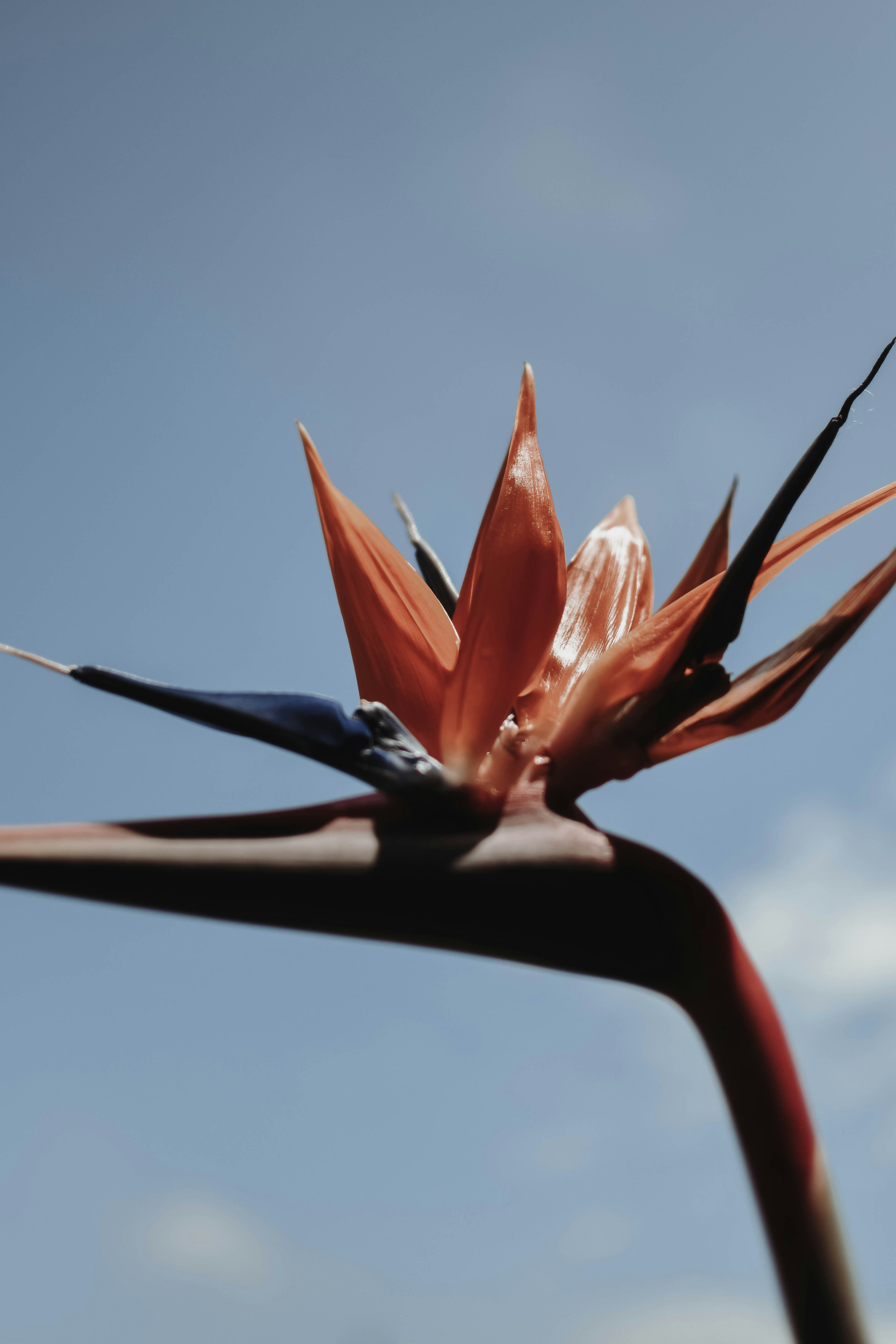 a bird of paradise flower with a blue sky in the background