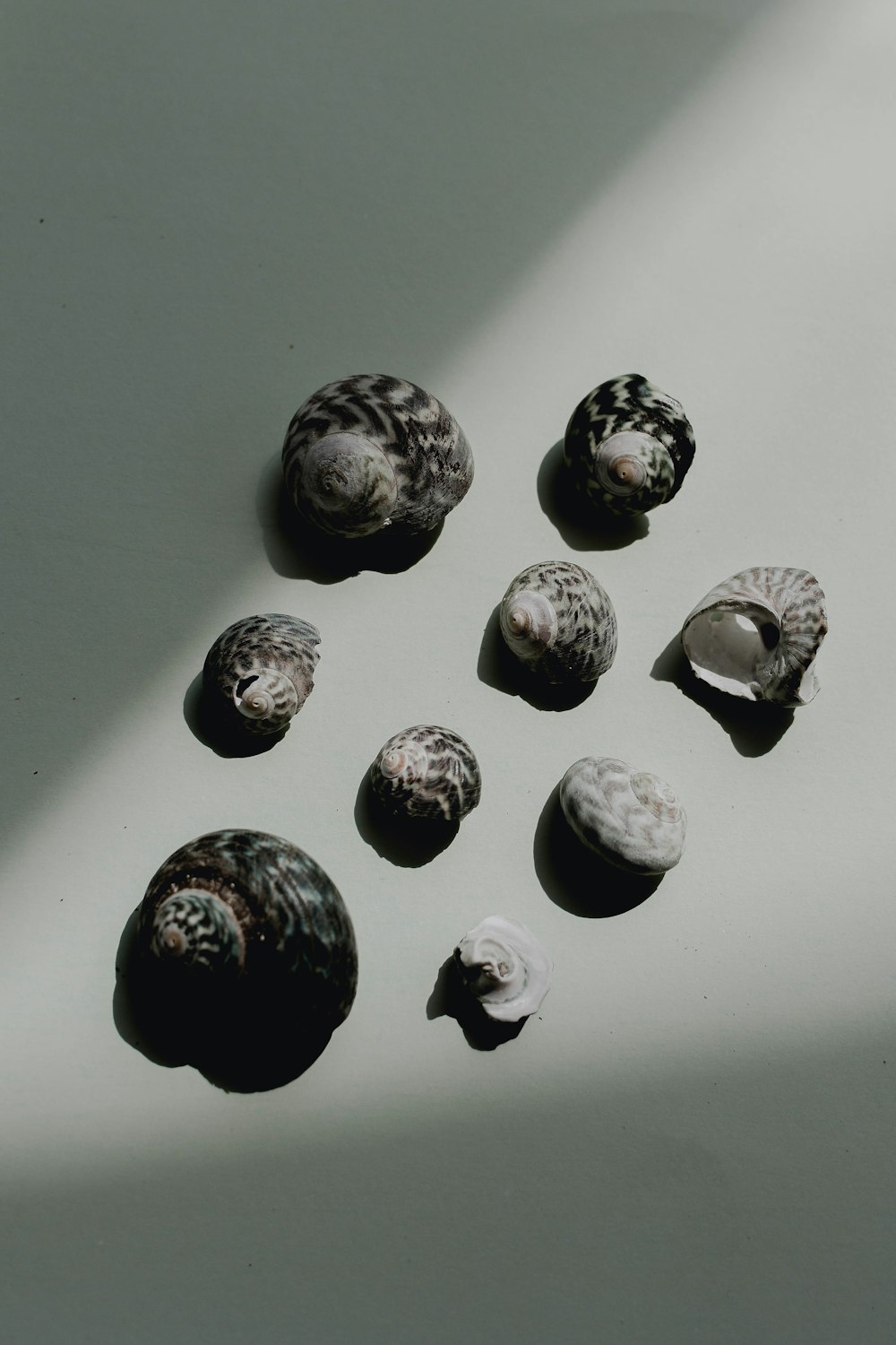 a group of sea shells sitting on top of a white table