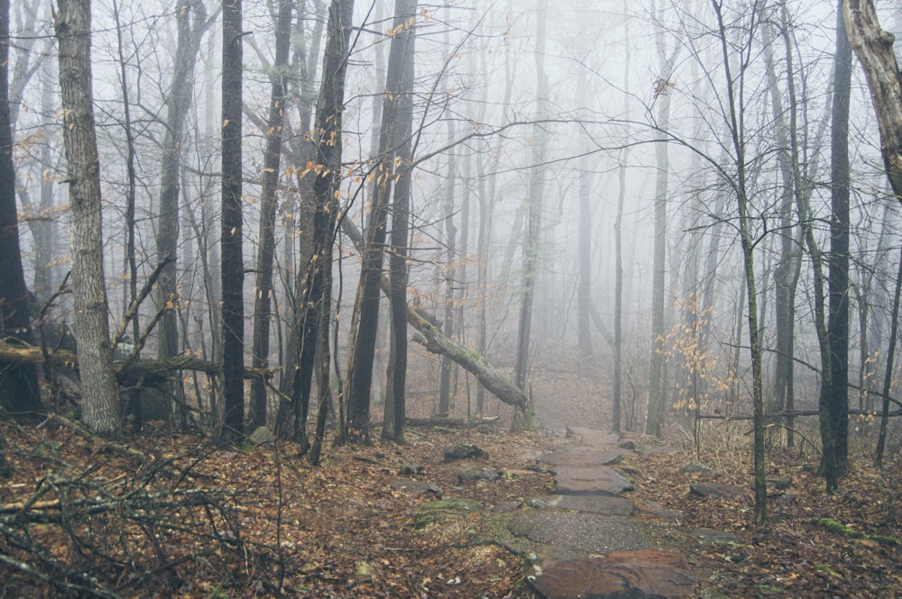 a path in the middle of a foggy forest