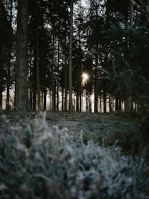 Sunlight filtering through tall trees in a quiet, green forest.
