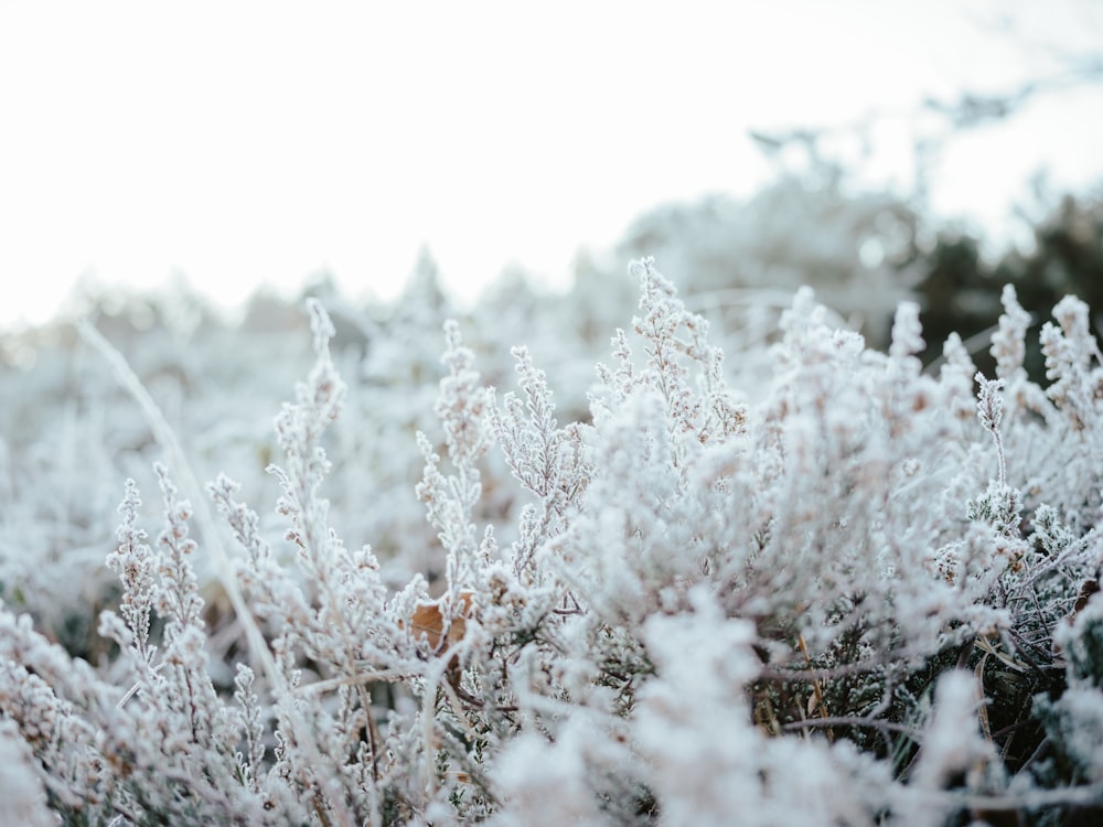 a close up of a plant with frost on it