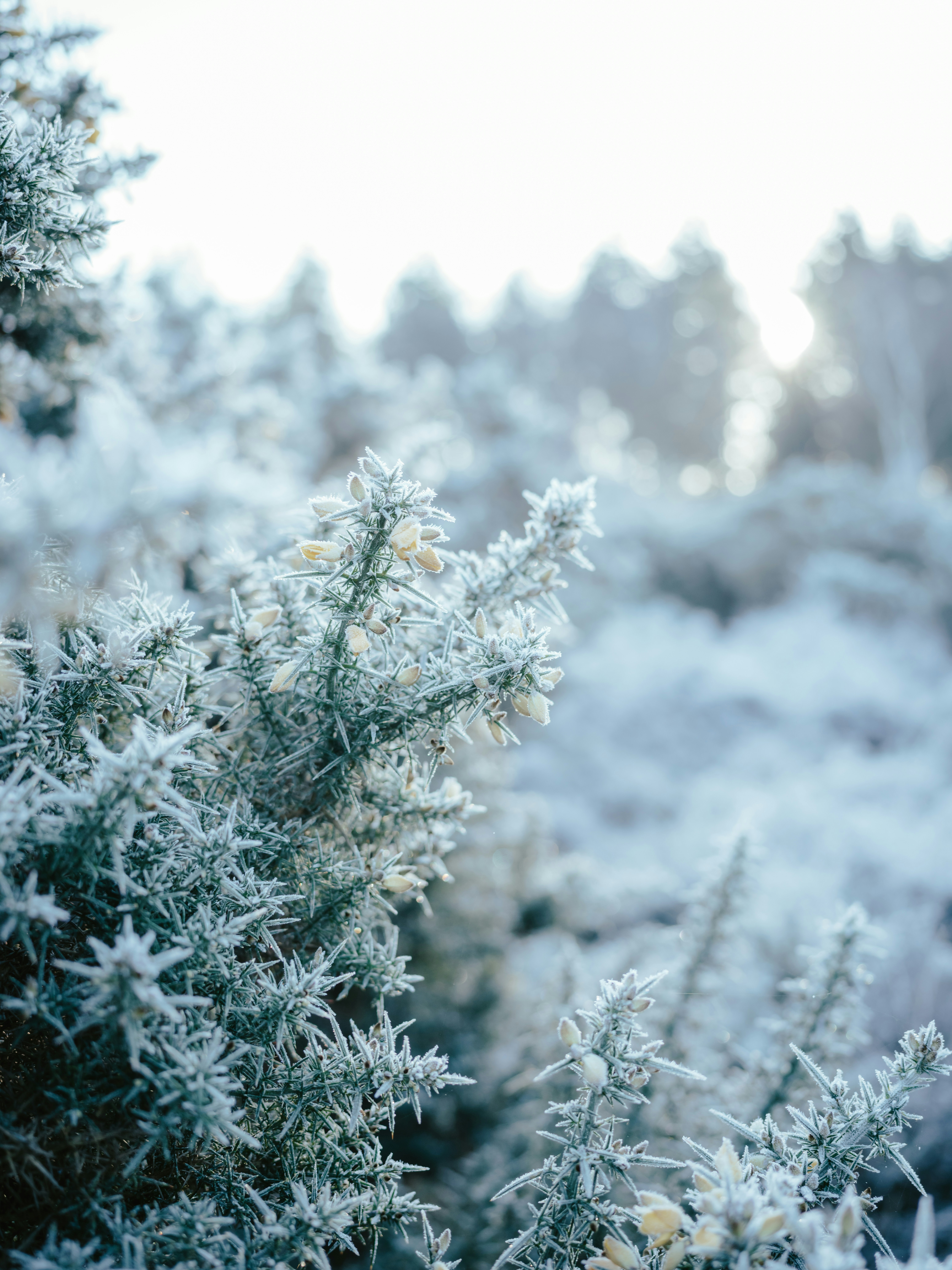 Photo by anniespratt