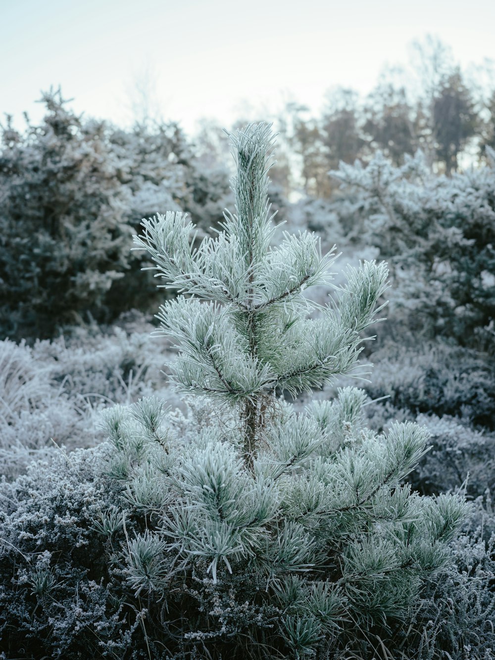 a pine tree covered in frost in a forest