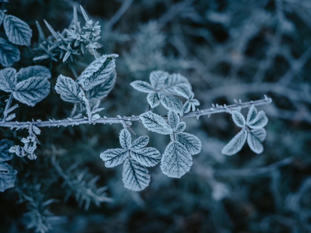 a close up of a plant with frost on it