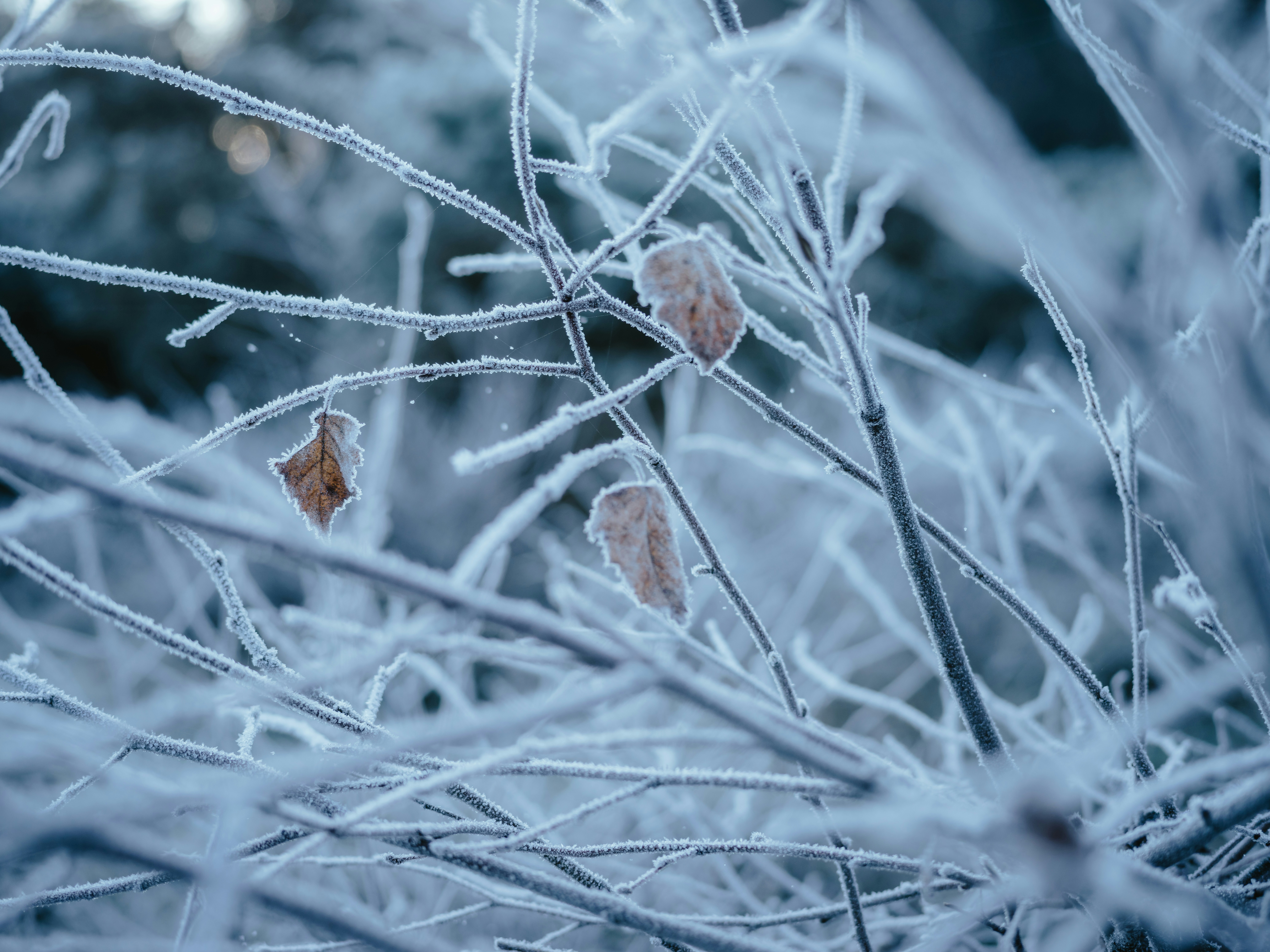 Photo by anniespratt