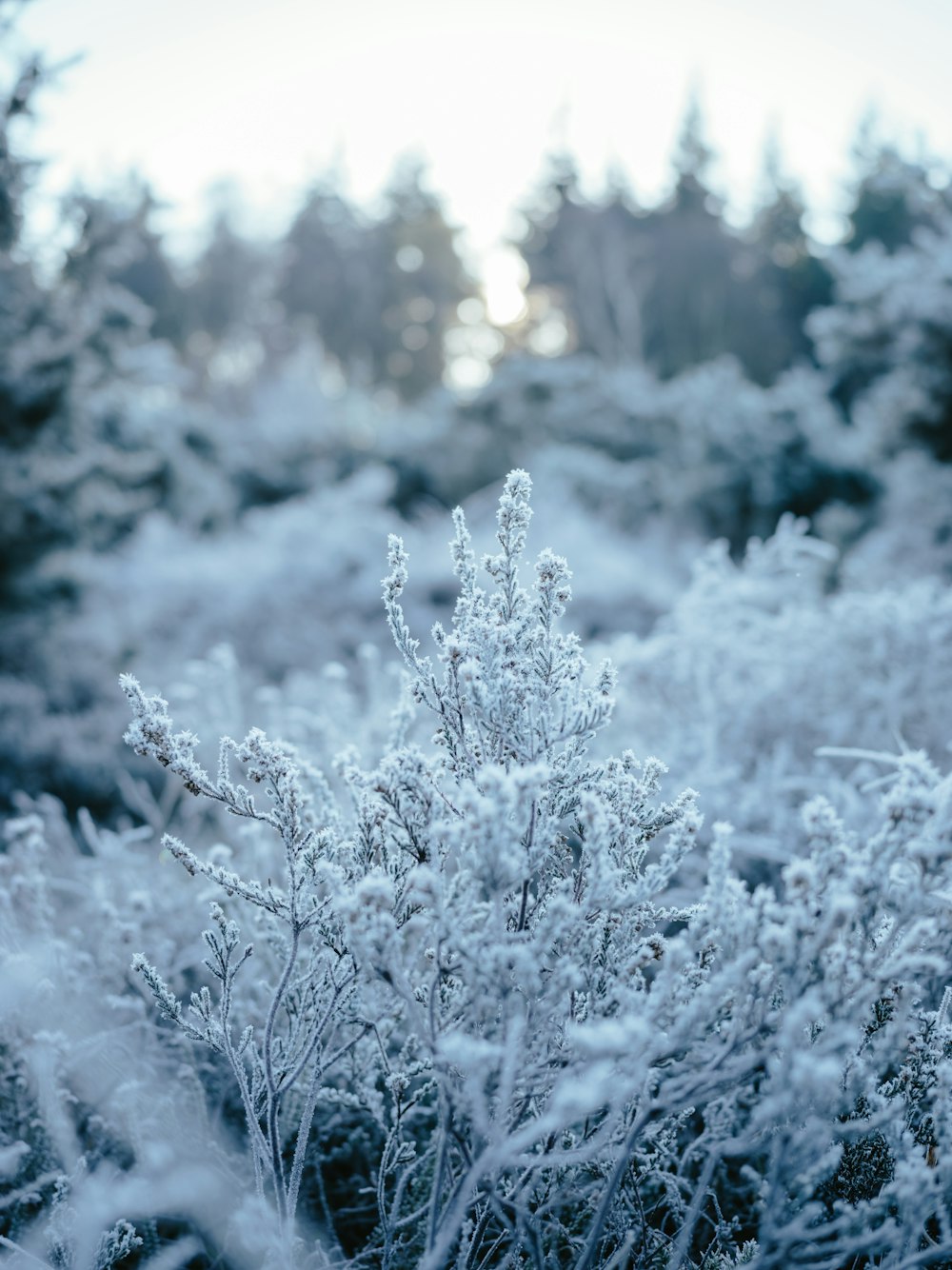 a bush covered in snow next to a forest