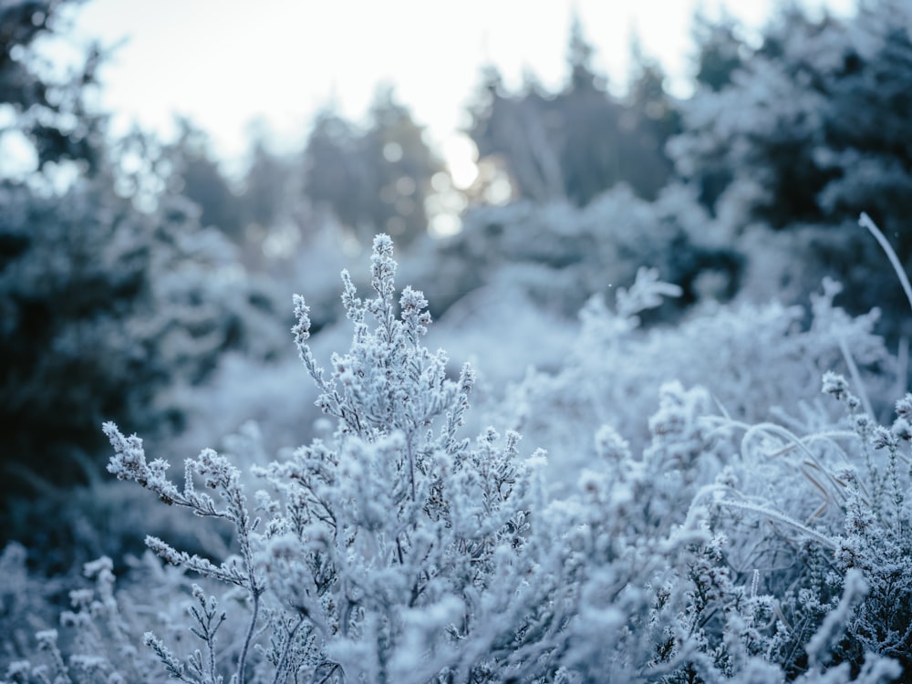 a bunch of snow covered plants in a forest