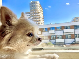 A small dog with fluffy light brown and white fur gazes out of a window. Outside, a tall, round building with multiple stories and a modern design is visible, along with a blue sky and a few small clouds. A multi-story building with a checkered pattern facade is also in the background.
