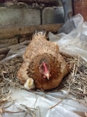 Close-up of a healthy hen nestled in a cozy, hygienic nesting box with fresh straw.