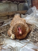 A proud hen with glossy feathers sitting on a nest full of brown eggs