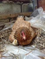 Close-up of a hen gently sitting on her nest inside a cozy wooden henhouse.