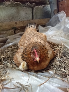 A proud hen with glossy feathers sitting on a nest full of brown eggs