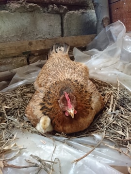 A hen sitting comfortably on a nest made of straw and hay, located in a rustic setting with stone and wood elements. A small chick is nestled close to the hen under her feathers, providing a sense of protection.