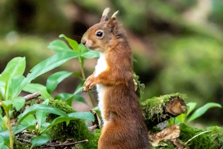 A small, red-brown squirrel stands upright among lush green foliage and moss-covered logs, attentively looking towards the side. The forest setting suggests a tranquil and natural environment.