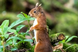 A small, red-brown squirrel stands upright among lush green foliage and moss-covered logs, attentively looking towards the side. The forest setting suggests a tranquil and natural environment.