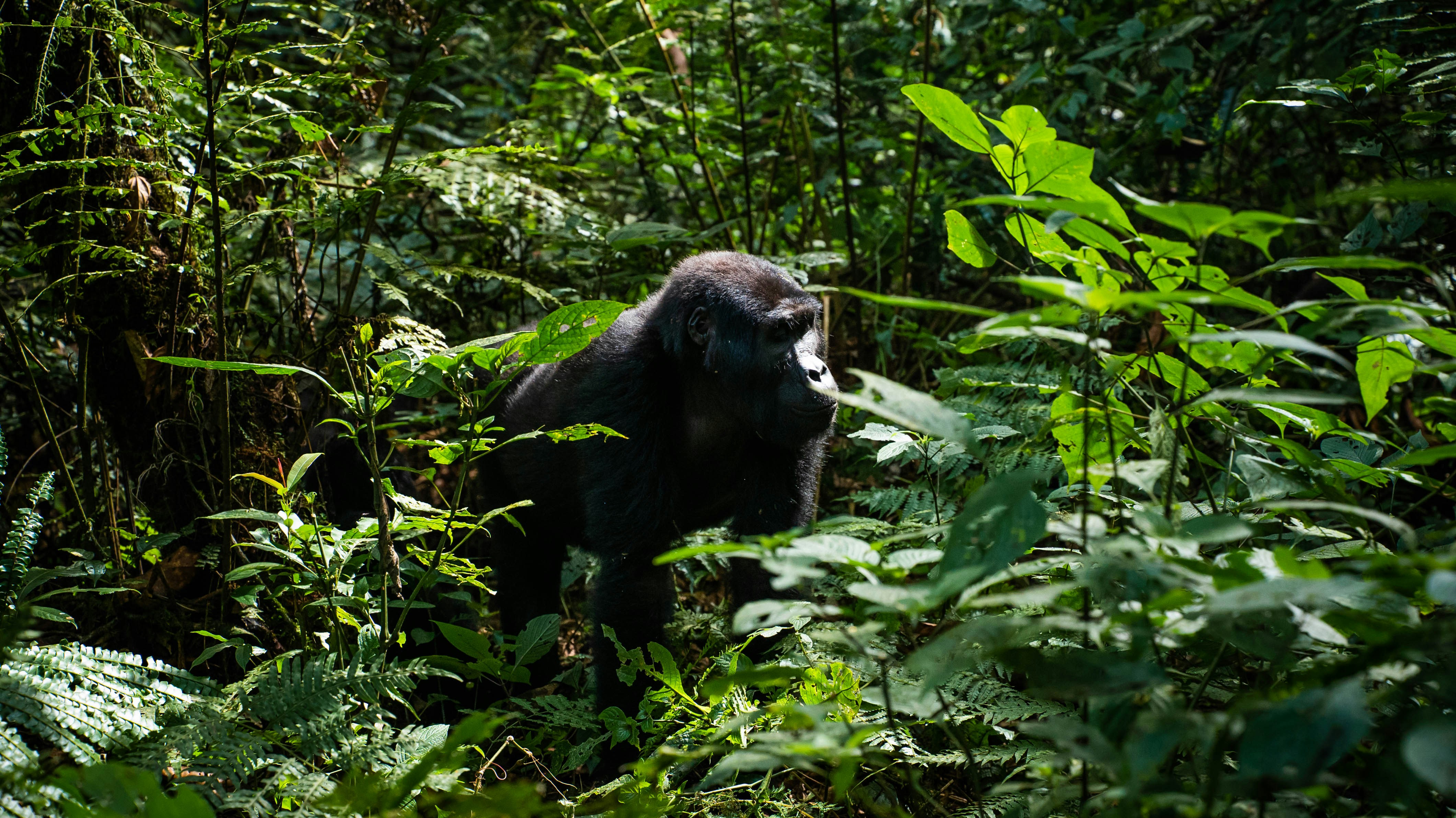 An adult mountain gorilla explores the jungle.