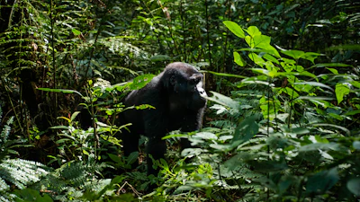Gorilla family in Bwindi