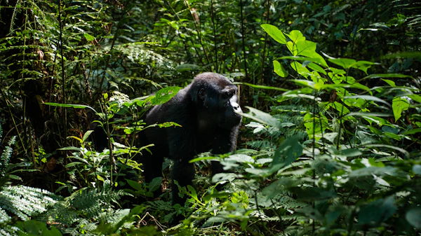 Uganda gorilla safari