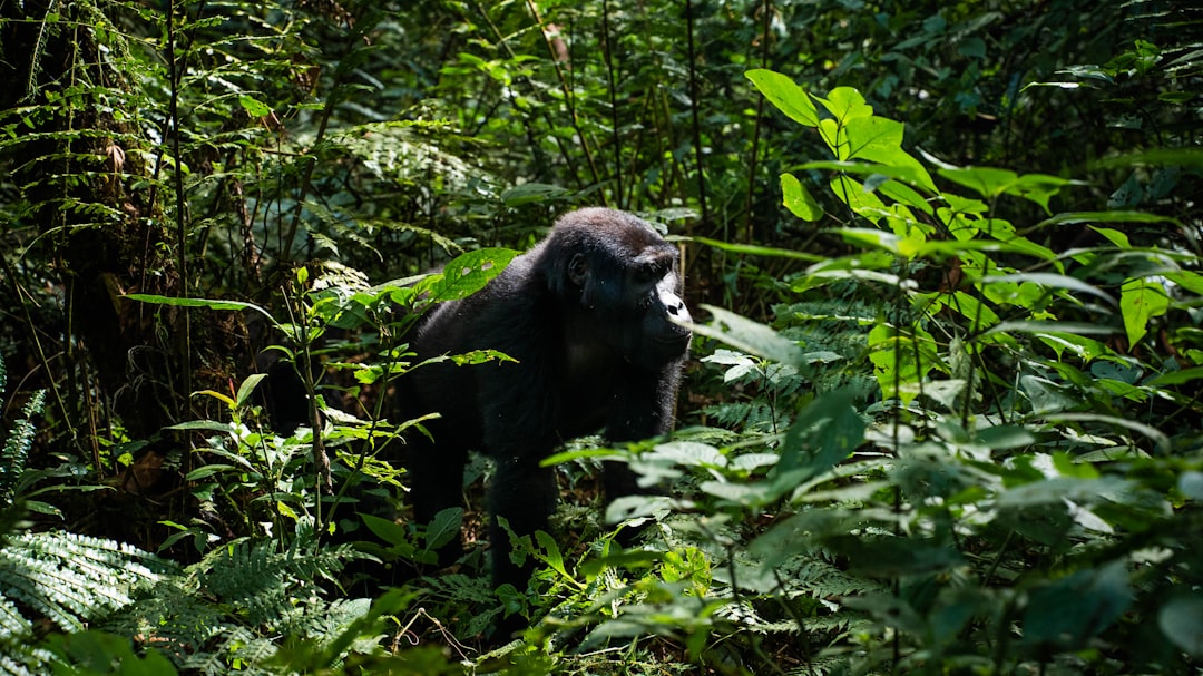 a gorilla standing in the middle of a lush green forest, An adult mountain gorilla explores the jungle.