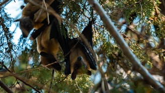 Finished bats drying in a sunlit room, showcasing the natural beauty of Kashmiri willow.