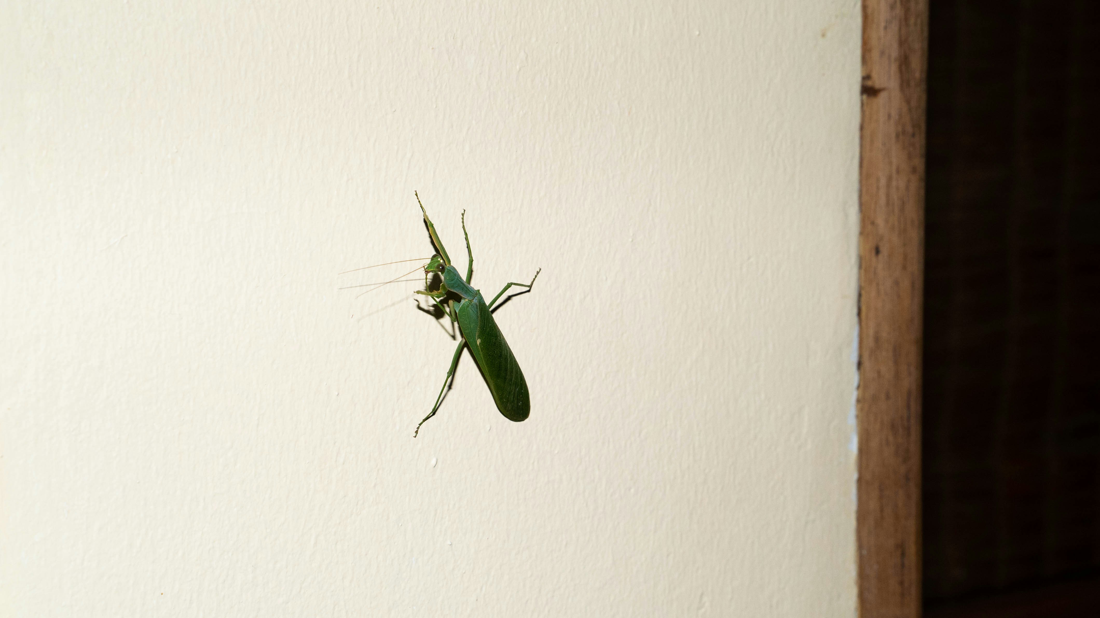 mantis wallpaper, wallpaper, Queen Mantis: Fakta Menarik dan Siklus Hidup 2