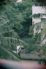 A residential area with a white building partially visible among tall palm trees. A white car is parked next to a concrete wall, and electrical wires run through the scene. Dense greenery surrounds the area, creating a lush environment.