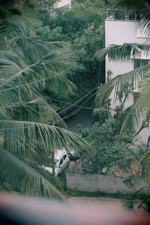 A residential area with a white building partially visible among tall palm trees. A white car is parked next to a concrete wall, and electrical wires run through the scene. Dense greenery surrounds the area, creating a lush environment.