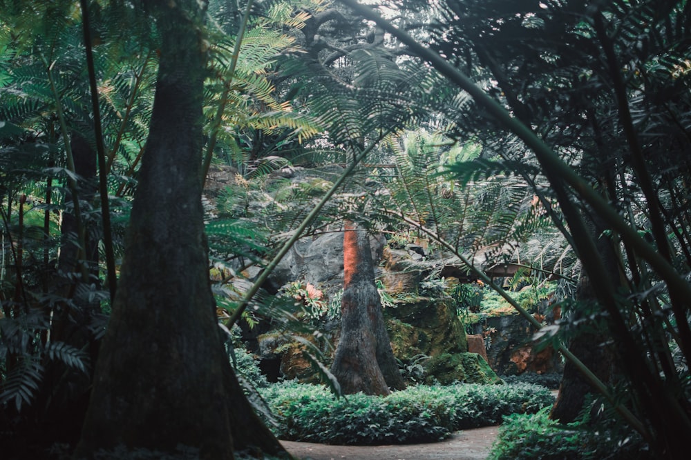 a lush green forest filled with lots of trees