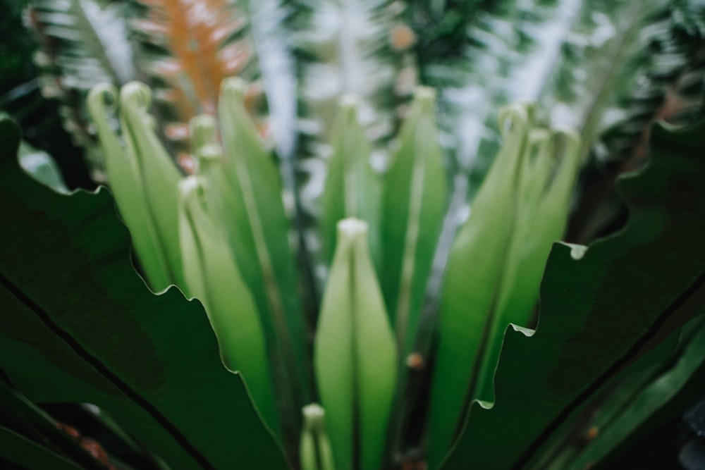 a close up of a green plant with leaves