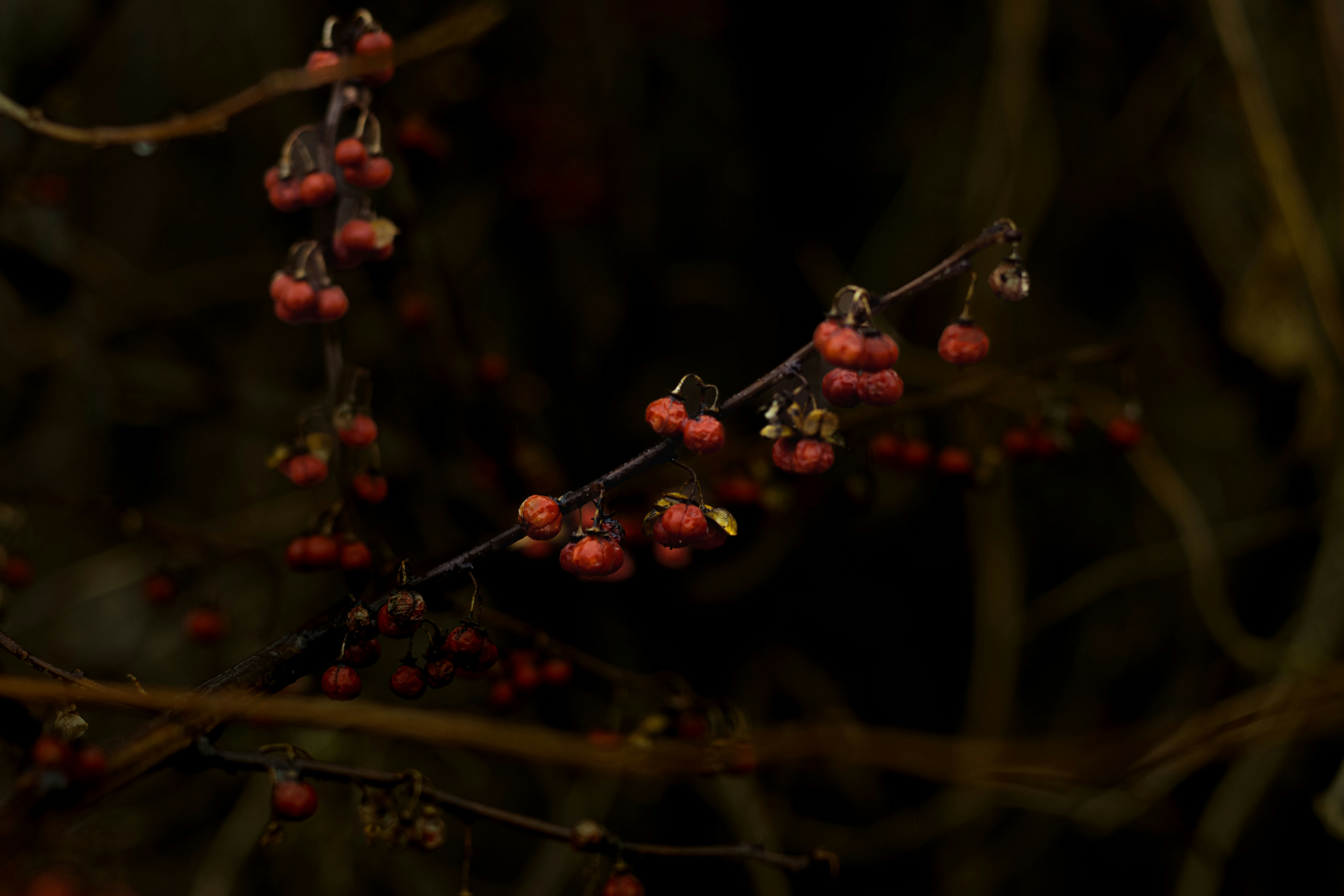 a branch with small red berries on it