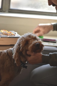 A person gently pats a fluffy, brown dog near a window. The dog appears calm and comfortable, and there are a few books and a pair of glasses on the surface nearby.