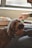 A serene moment of a person gently petting a calm dog in a sunlit room.