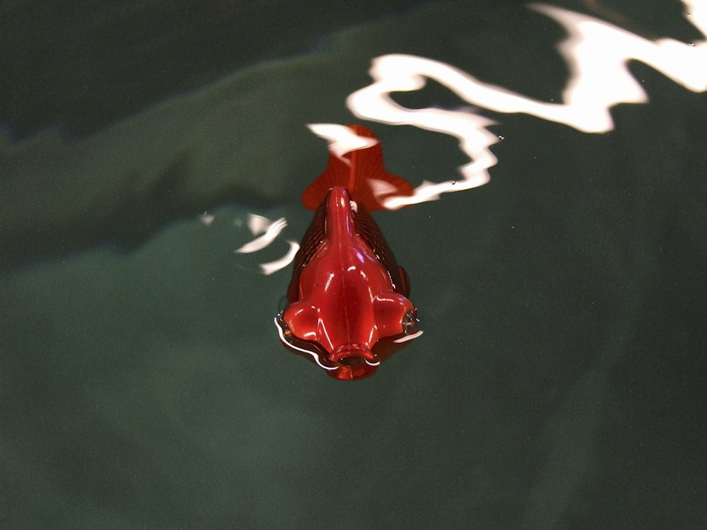 a red object floating on top of a body of water