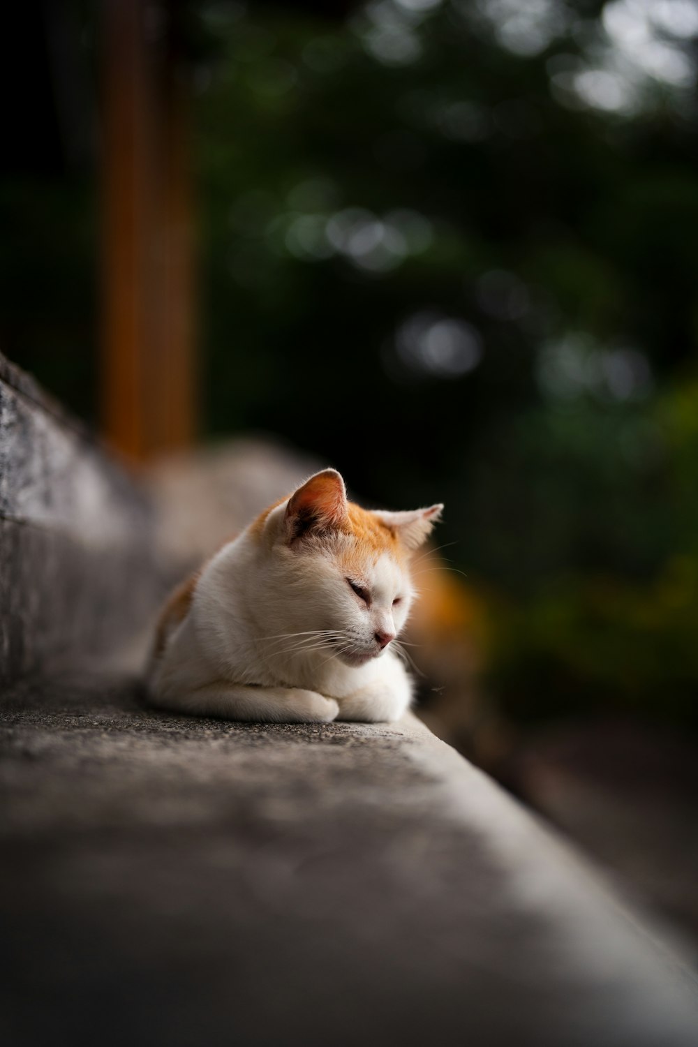 a white and orange cat laying on a ledge