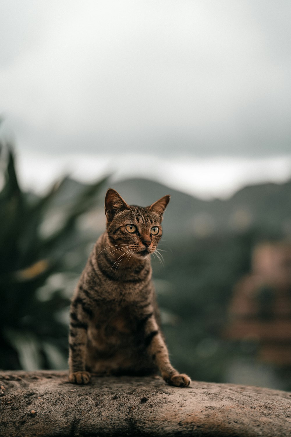 a cat sitting on top of a tree branch