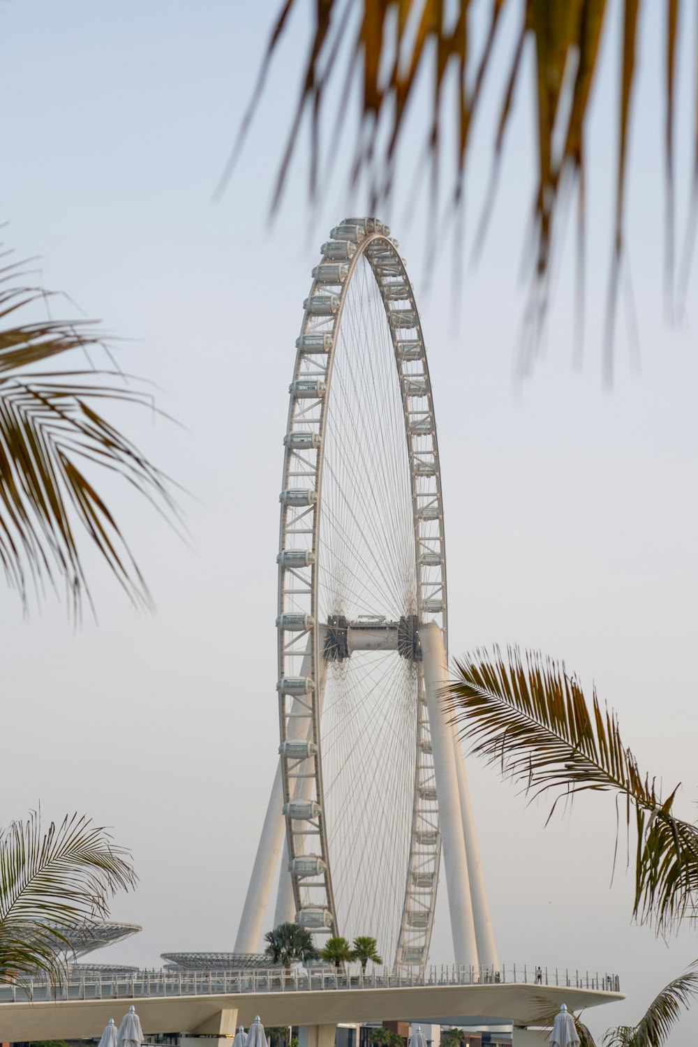 a large ferris wheel sitting next to a palm tree