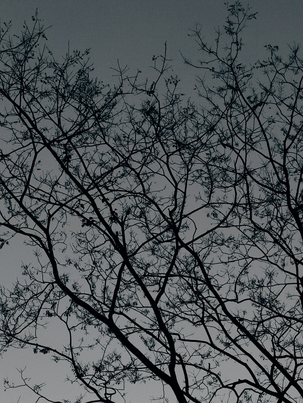 Una foto in bianco e nero di un albero senza foglie