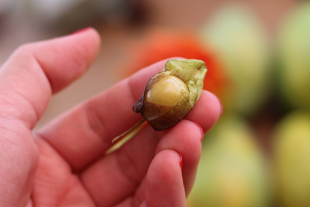 a person is holding a small piece of fruit