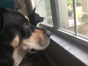 Dogs eagerly waiting by the door, tails wagging, ready for their next adventure